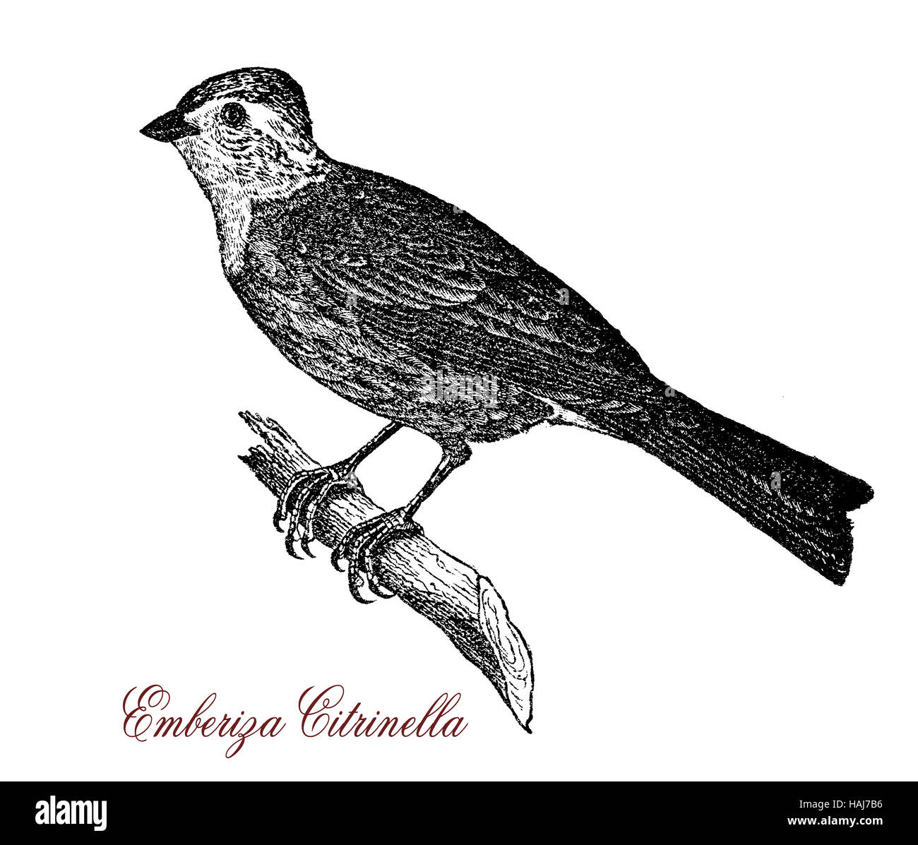 Goldammer ist ein teilweise wandernden Singvogel mit gelbem Kopf und Unterseite. Stockfoto