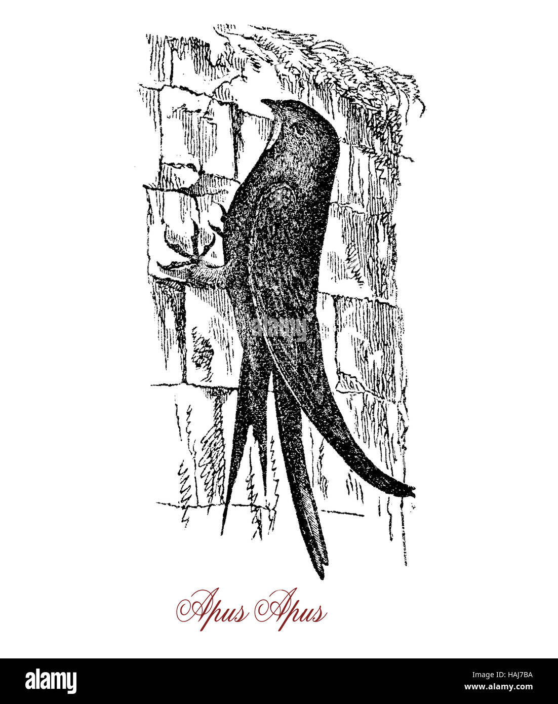 Mauersegler ist ein Vogel sehr ähnlich zu schlucken, aber mit sehr kurzen Beinen nützlich für festhalten an senkrechten Flächen Stockfoto