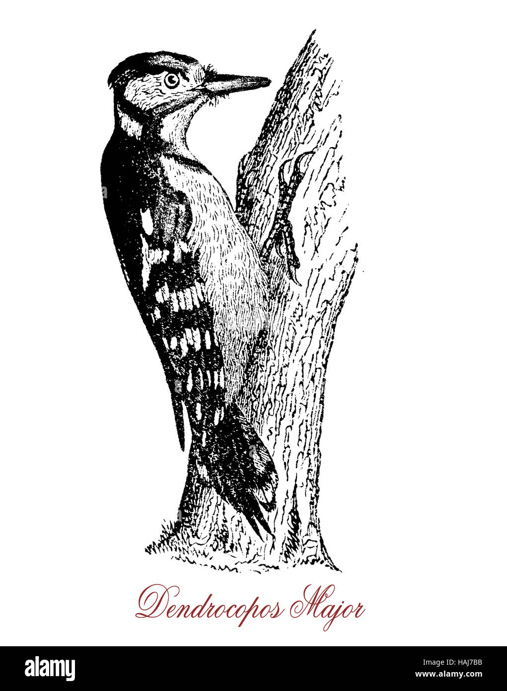 Buntspecht hat rot, weiß und schwarzes Gefieder und Schläge schnell mit seinem starken Rechnung bei der Stämme oder Äste, ähnlich wie eine Art mechanische Trommeln. Stockfoto