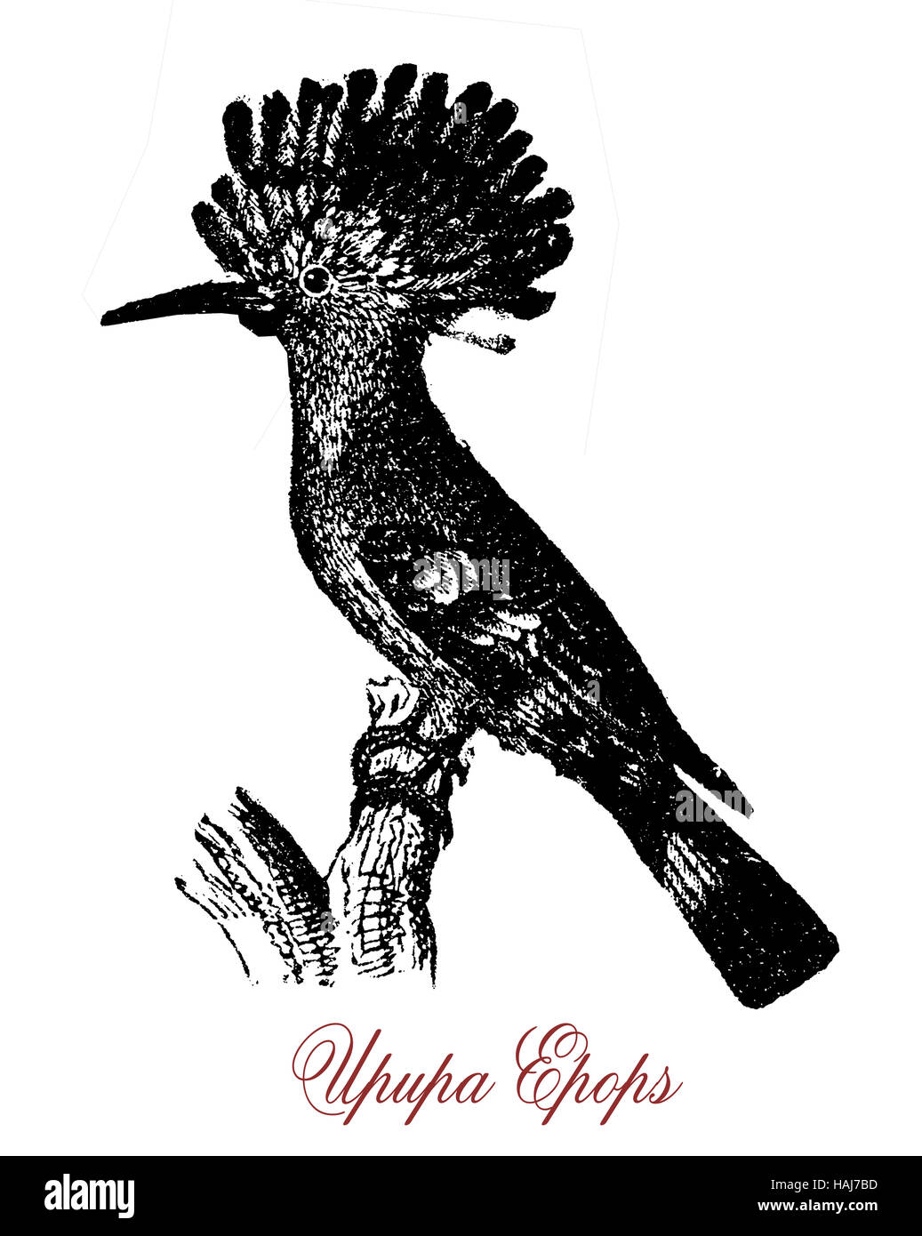 Wiedehopf ist ein tropischer Vogel native von Afro-Eurasia mit einer Krone aus Federn, der Name ist lautmalerisch imitieren den Schrei des Vogels Stockfoto