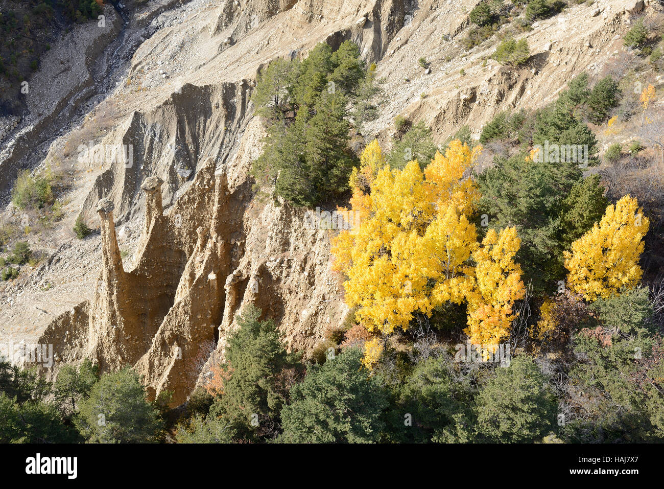 LUFTAUFNAHME. Hoodoos mit Kappenfelsen und einige Bäume mit herbstlichen Farben. Péone, Alpes-Maritimes, Frankreich. Stockfoto