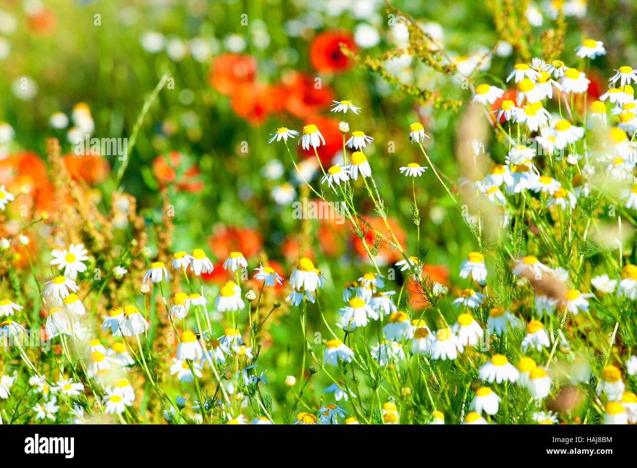 Gänseblümchen und rote Mohnblumen auf einer Wiese im Frühjahr. Stockfoto