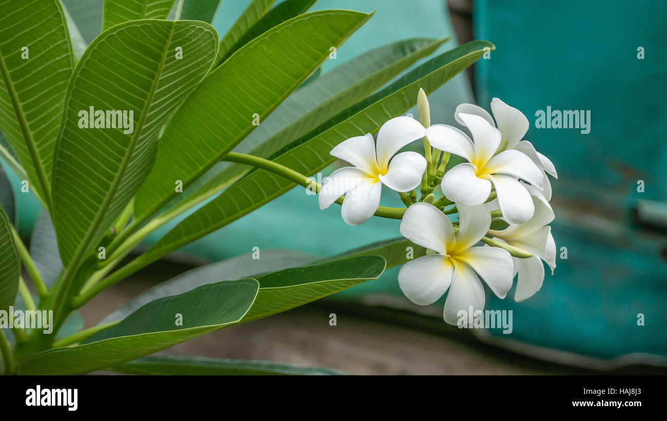 Weiße und gelbe Plumeria (Frangipani Blumen) im Garten Stockfoto