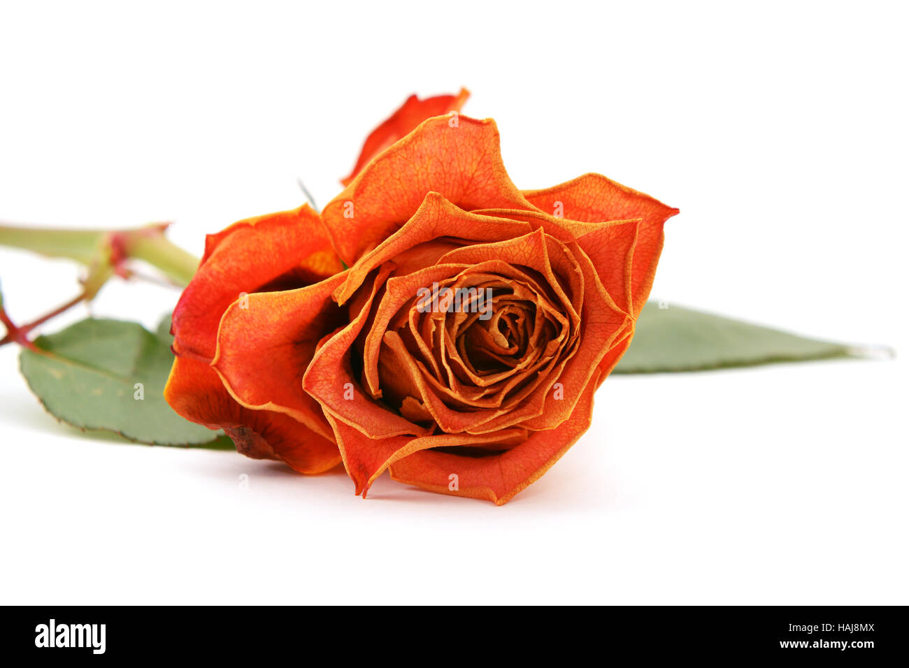 Orange Rosenblüte mit Fading Blütenblätter, liegend auf einem weißen Hintergrund Stockfoto