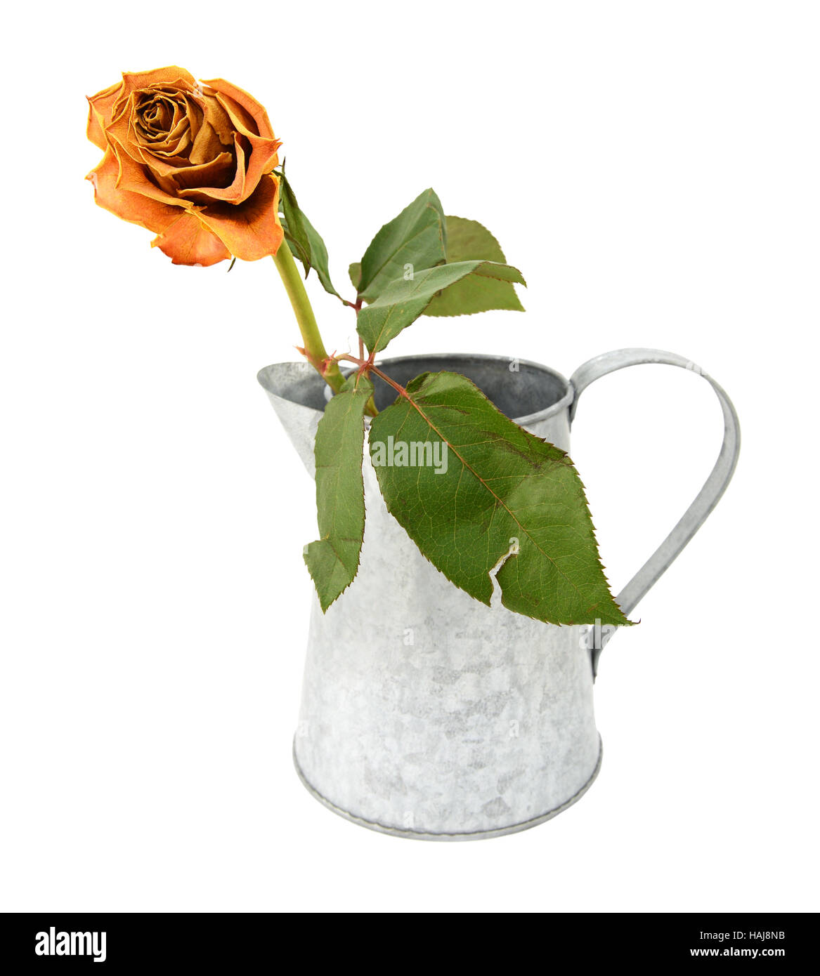 Orange rose Stamm mit einem zerrissenen Blatt in eine rustikale Metall Krug zu sterben, isoliert auf einem weißen Hintergrund Stockfoto