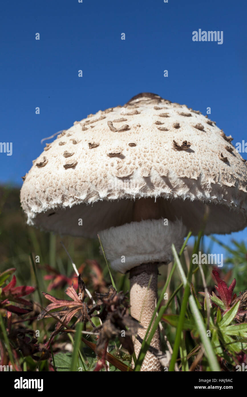 Macrolepiota Procera oder Parasol-Pilz Stockfoto