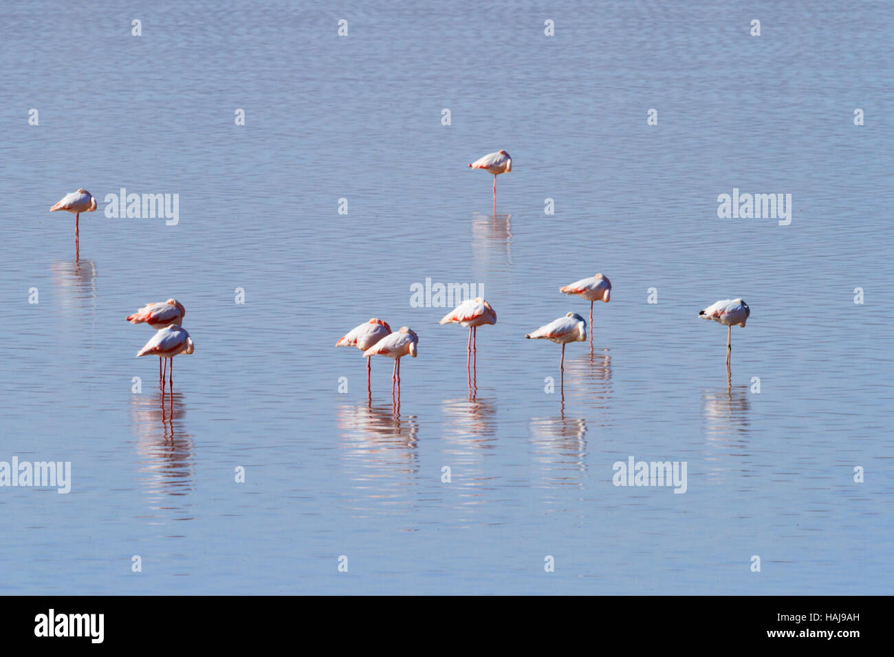 Flamingos im Wasser während der jährlichen flamingo Migration zu Salzsee von Larnaca, Zypern Stockfoto