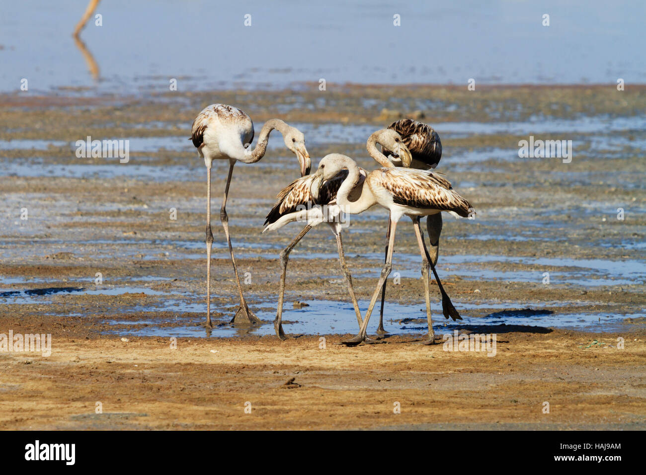 Flamingo Küken füttern im Schlamm Untiefen während ihrer jährlichen flamingo Migration zu Salzsee von Larnaca, Zypern Stockfoto