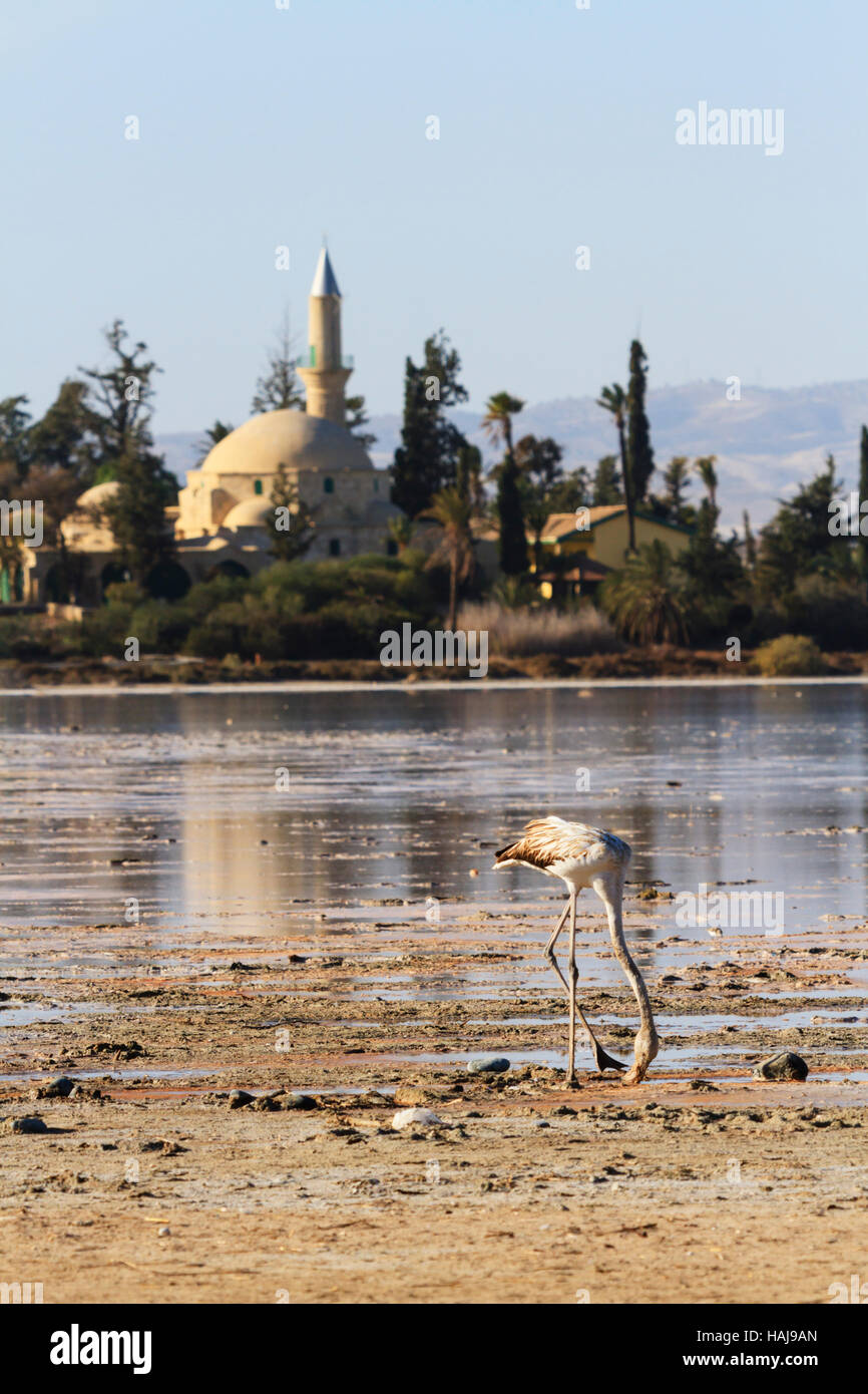 Flamingo Küken füttern im Schlamm während der jährlichen flamingo Migration zu Salzsee von Larnaca, Zypern. Im Hintergrund ist der Hala Sultan Teke Moschee. Stockfoto