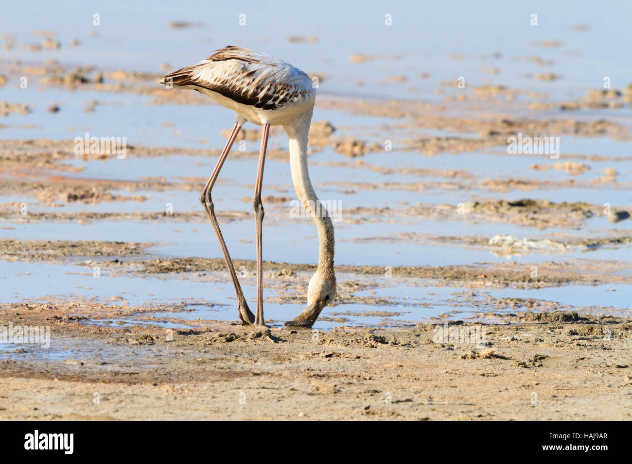 Flamingo Küken füttern am Salzsee von Larnaca während der jährlichen Migration auf Zypern. Stockfoto