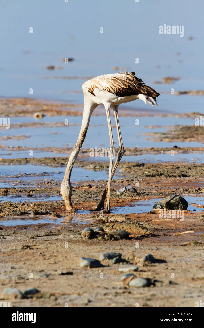 Flamingo Küken auf der Suche nach der Nahrung sind, Jährliche flamingo Migration zu Salzsee von Larnaca, Zypern Stockfoto