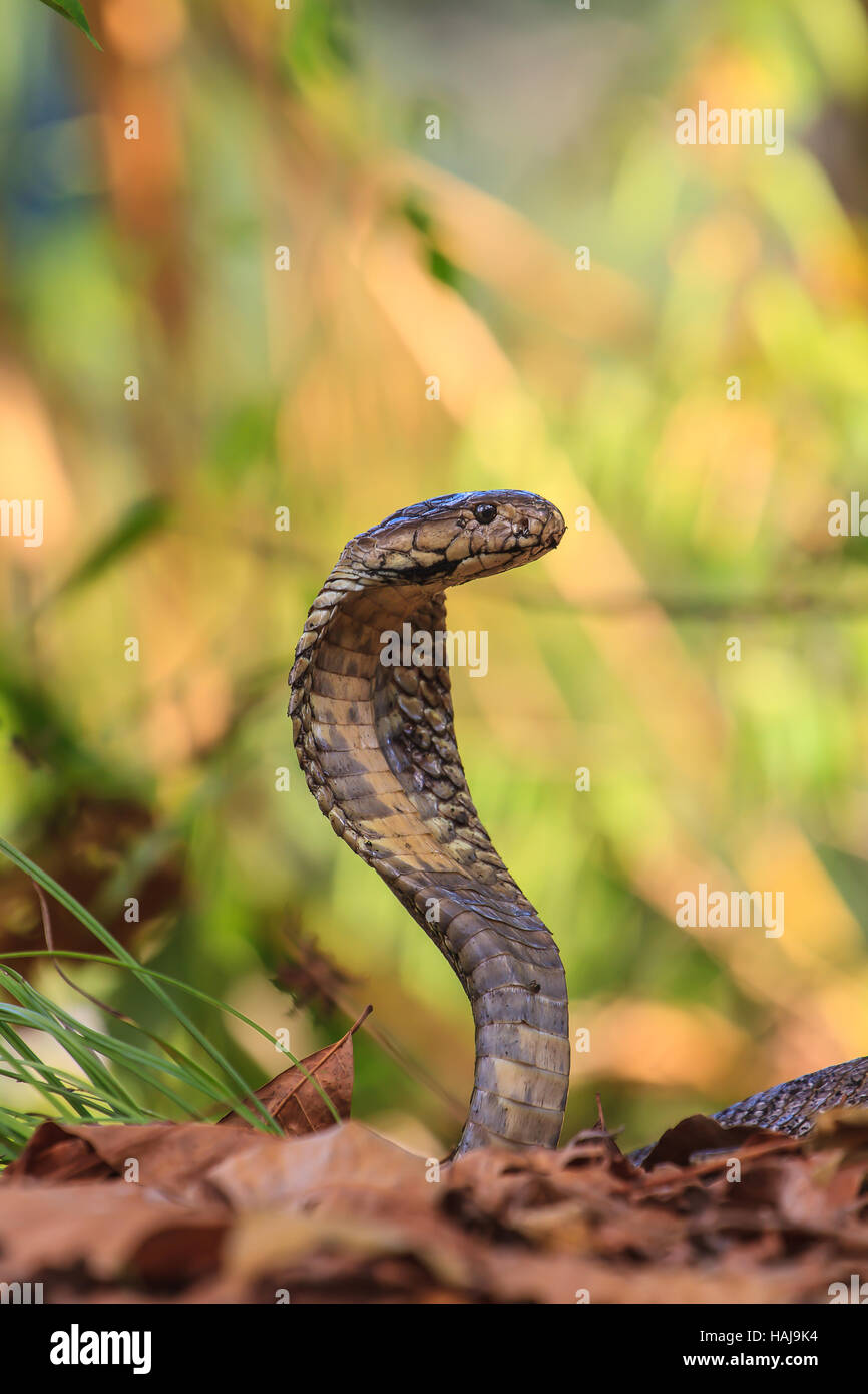 Monocellate Cobra (Naja Kaouthia) im Wald hautnah Stockfoto