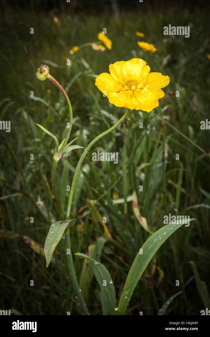 Große Spearwort oder Ranunculus Lingua. Stockfoto