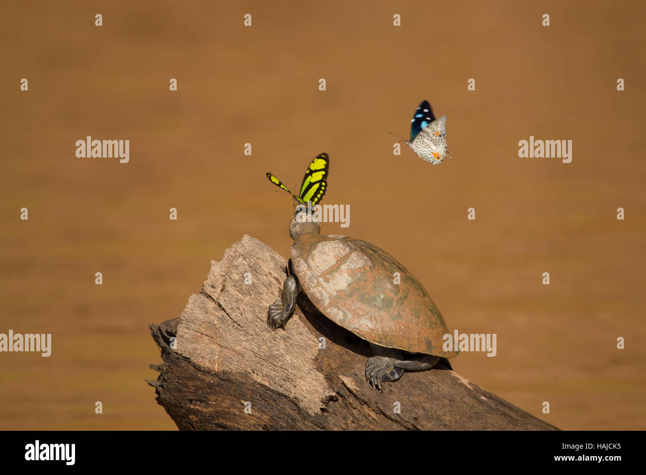 Schildkröte und Schmetterlinge im Amazonasbecken Stockfoto