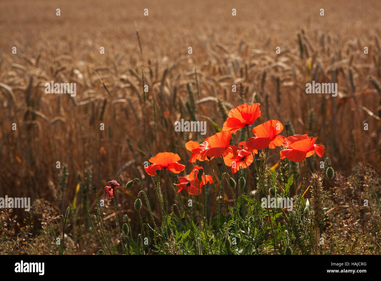 Rote mohnblumen, die wild auf dem rand eines feldes wachsen Stockfotos ...