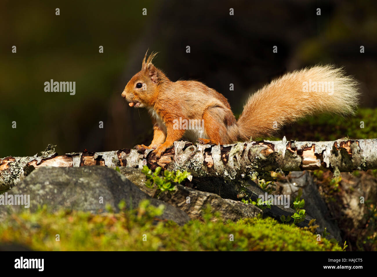 Eichhörnchen auf einem Ast mit einer Erdnuss in den Mund Stockfoto