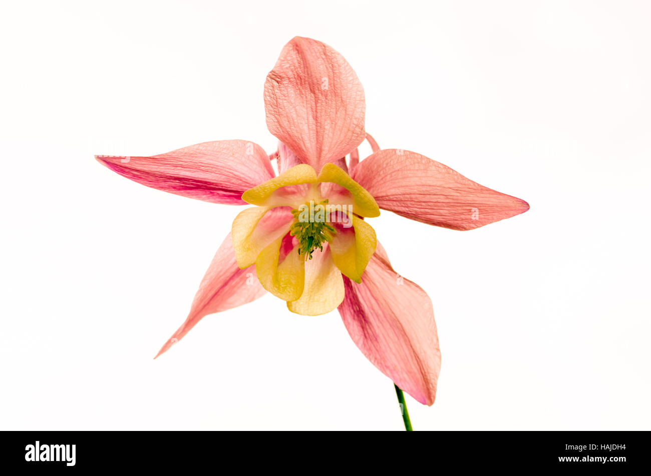 Detail der rosa Blume Hintergrund Stockfoto