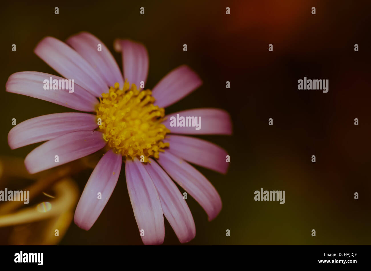 Detail der Hintergrund weiß rosa Blume Stockfoto