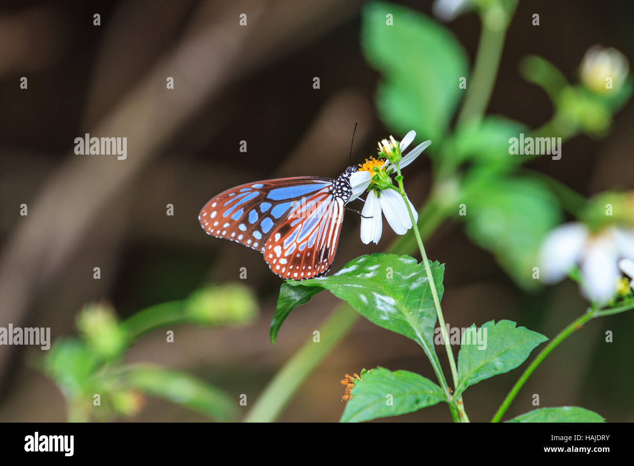 Schmetterling auf Blatt in einem Wald Stockfoto