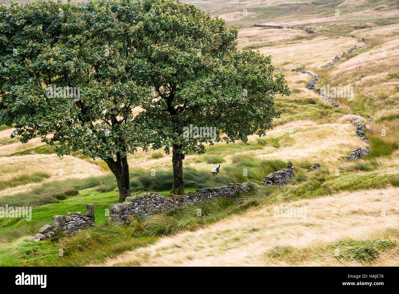 Bäume am Top Withens, in der Nähe von Haworth Dorf, Bronte Land, Yorkshire, Großbritannien Stockfoto