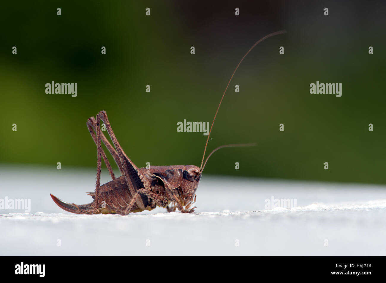 Die dunklen Bush-Cricket (Pholidoptera Griseoaptera) ist eine flugunfähigen Arten von Bush-Cricket mit einem grünen defokussierten Hintergrund Stockfoto