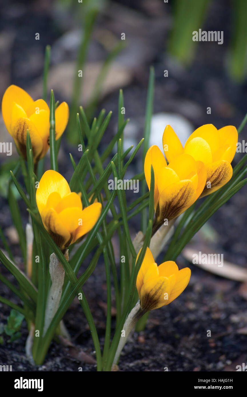 Leuchtend gelbe Krokusblüten, Croci Closeup, Krokusse, detaillierte Spring Theme Stockfoto