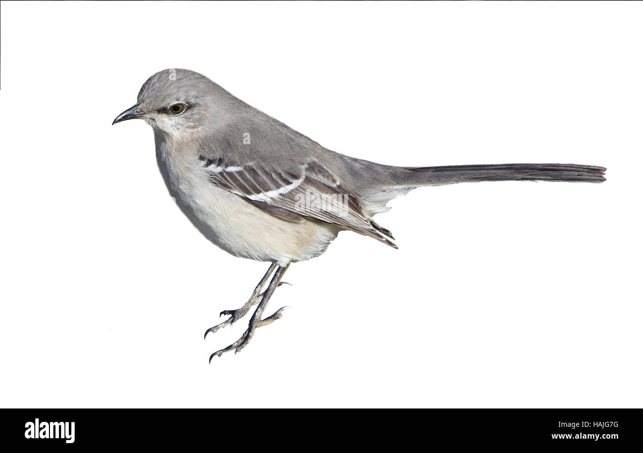 Spottdrossel (Mimus Polyglottos) Porträt isoliert auf einem weißen Hintergrund. Stockfoto