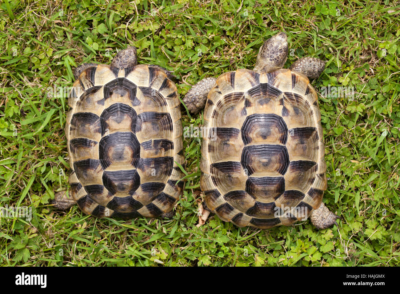 Mediterrane Sporn-thighed Schildkröten (Testudo Graeca). Jugendliche. Geschwister, gezüchtet in Gefangenschaft. Carapax. Shell. Jahresringe auf Scutes. Stockfoto