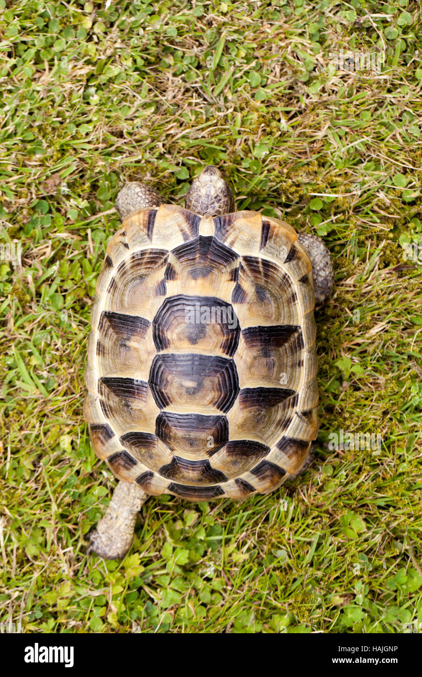 Mediterrane Sporn-thighed Tortoise (Testudo Graeca Ibera). Junges Tier in Gefangenschaft gezüchtet. Beachten Sie die Jahresringe auf jedes Scute auf dem Carapax Stockfoto