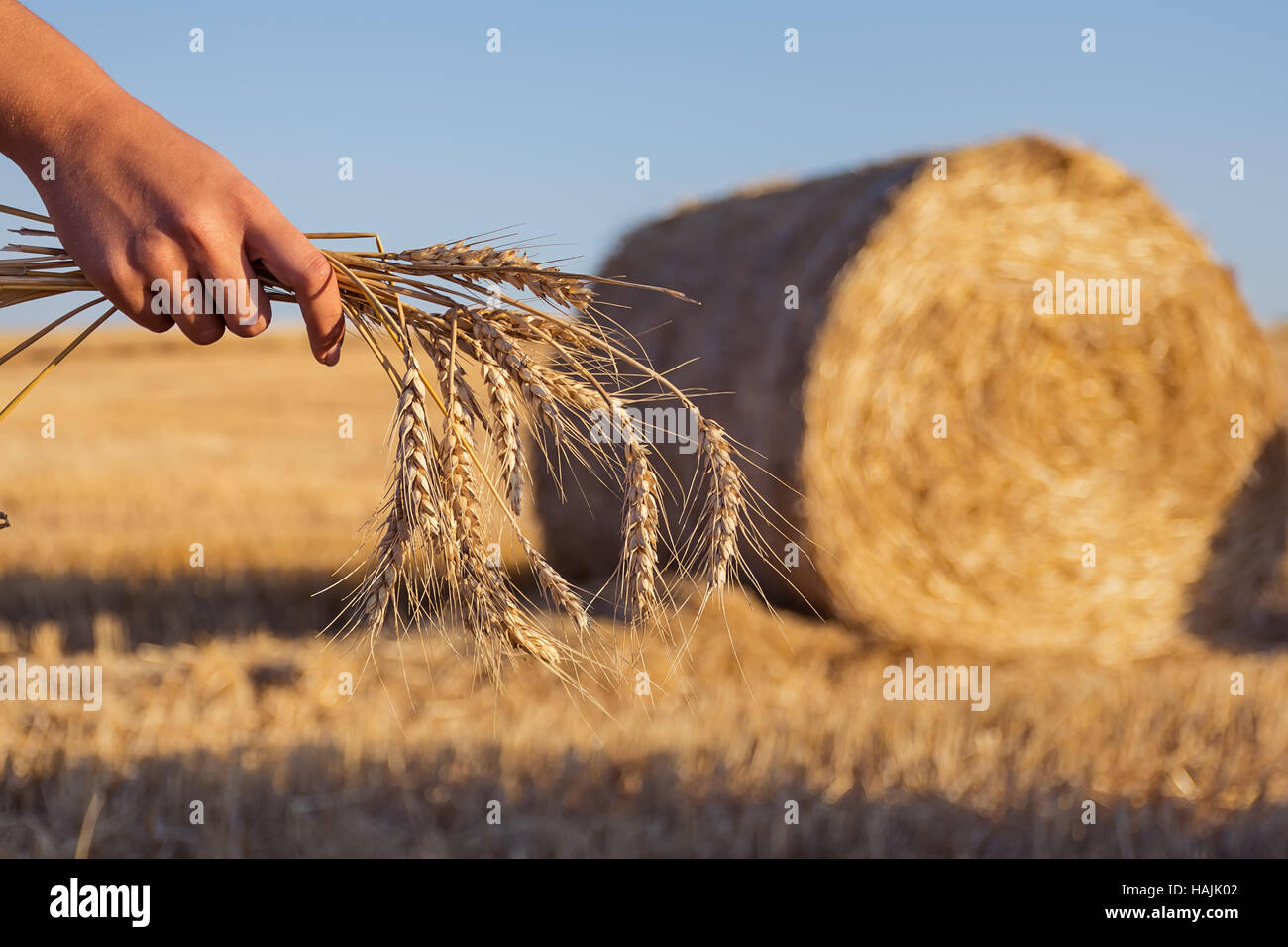 Frau Hand mit Stiel des Weizens im Stroh Heu-Ballen-Feld Stockfoto