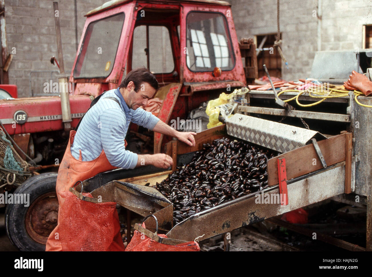 Fischer arbeitet eine Maschine Miesmuscheln reinigen Stockfoto