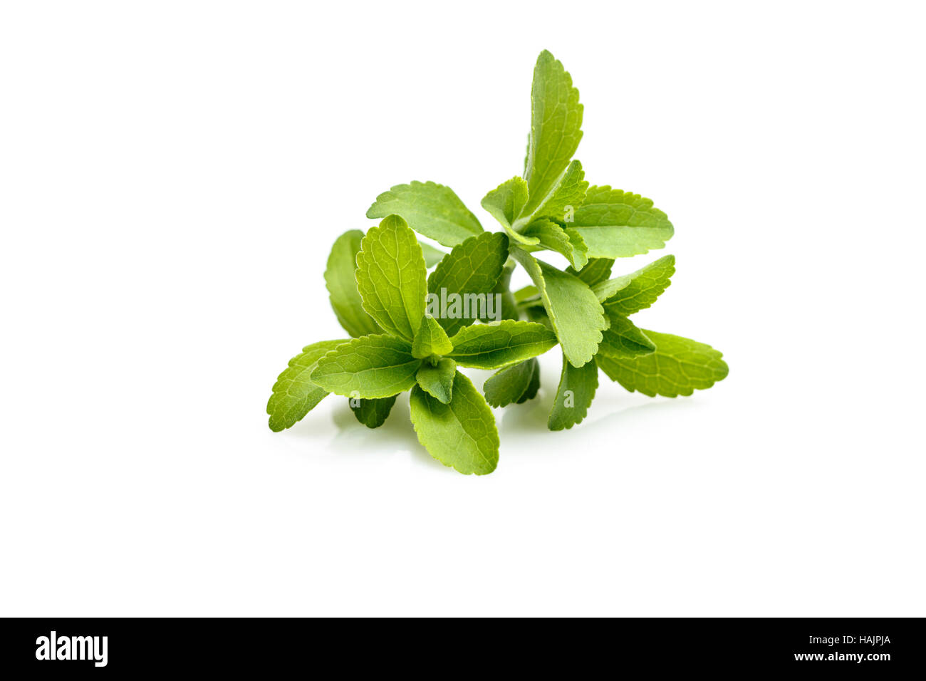 Stevia-Pflanze, Honigkraut oder Sugarleaf (Stevia Rebaudiana) Stockfoto