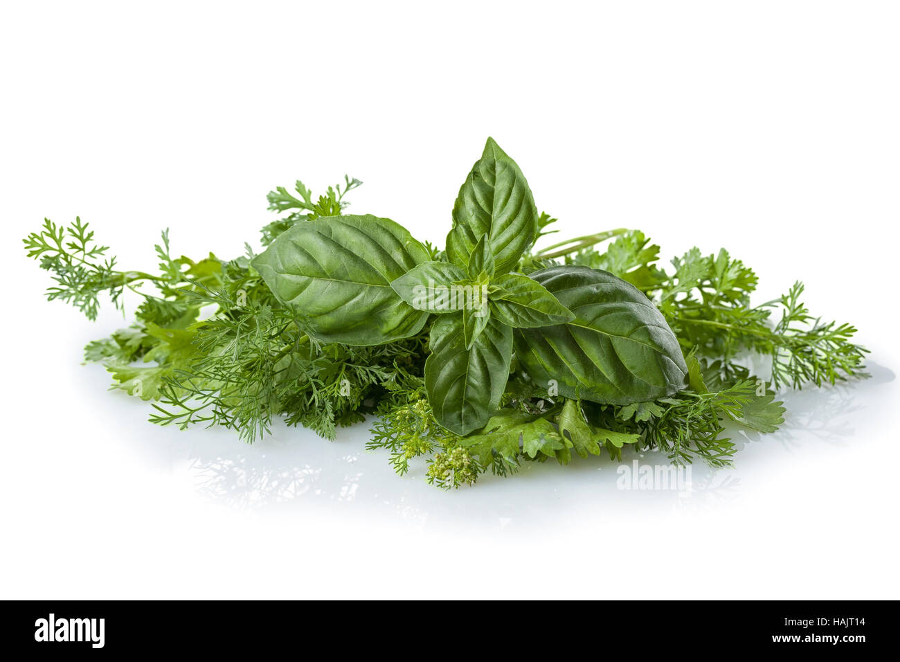 Frische Kräuter, Basilikum und Koriander Blätter Stockfoto