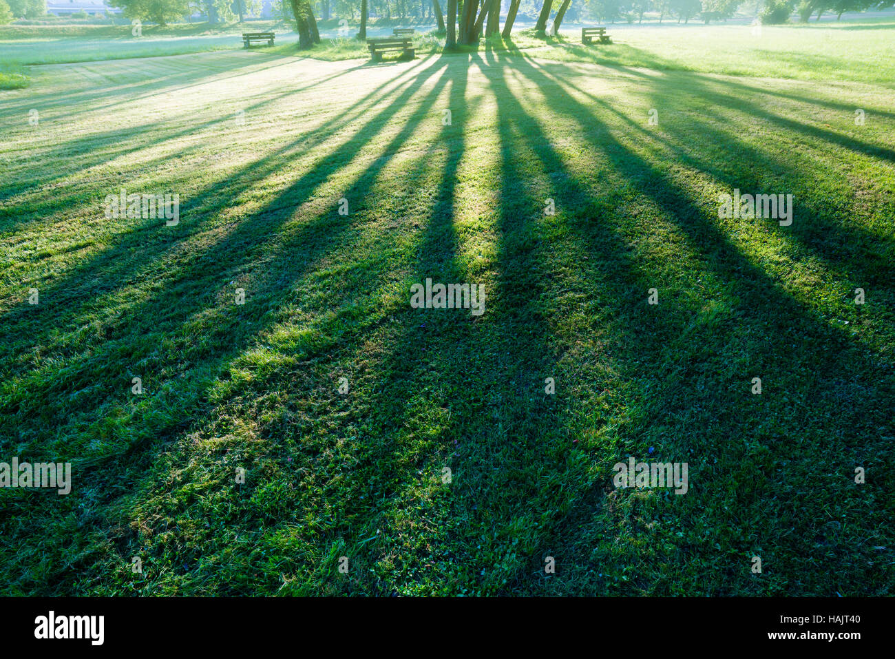 Schatten eines Baumes in einem Park am Morgen Stockfoto