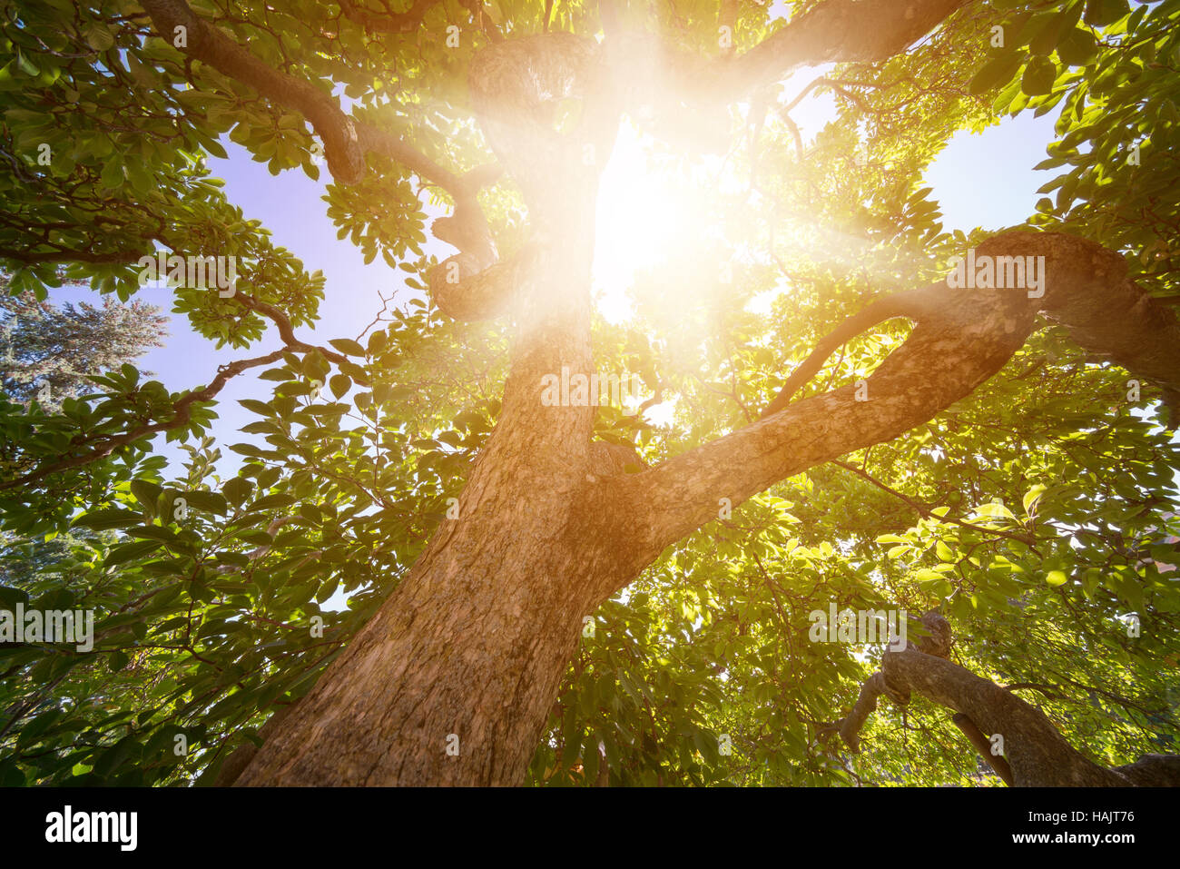 Sonnenstrahlen durch Bäume Blätter Stockfoto