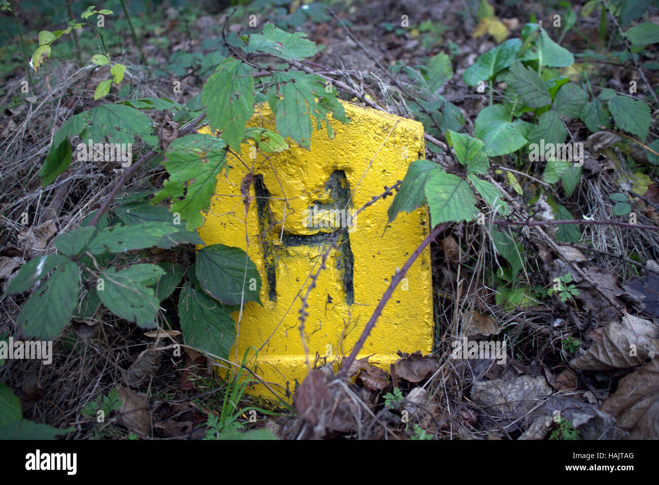 gelbes Wasser-Hydranten-Zeichen im Unterholz Stockfoto