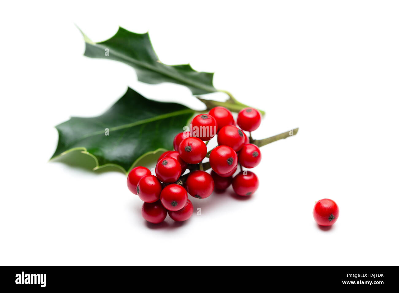 Stechpalme (Ilex Aquifolium) Blätter und Früchte Stockfoto