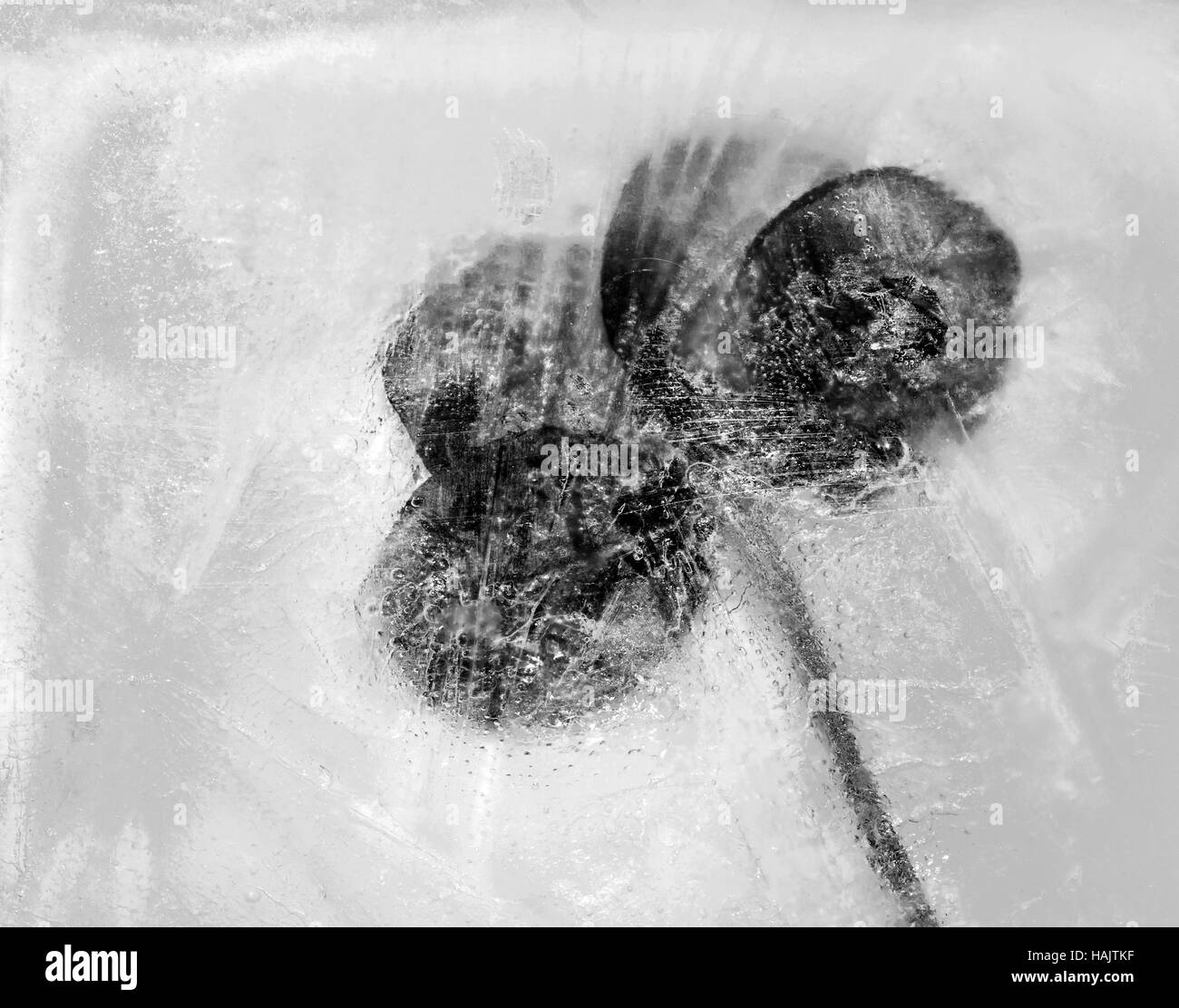 Vierblättriges Kleeblatt im Winter Eis gefroren. Stockfoto