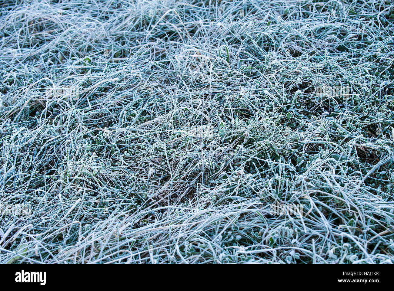 Morgen Eis frost auf dem Boden Stockfoto