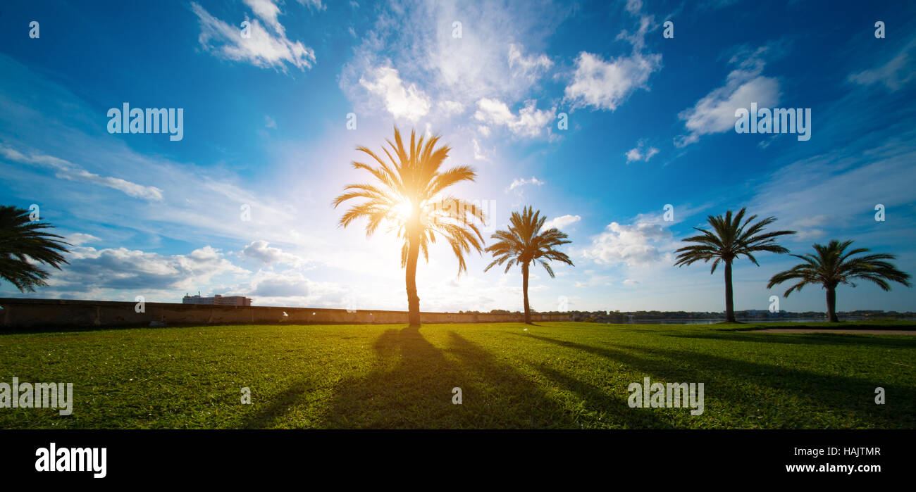 Palme und grüne Wiese bei Sonnenuntergang Stockfoto