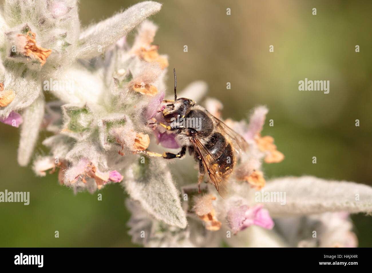 Wolle Karde Biene (Anthidium Manicatum) auf Niederwendischen byzantina Stockfoto