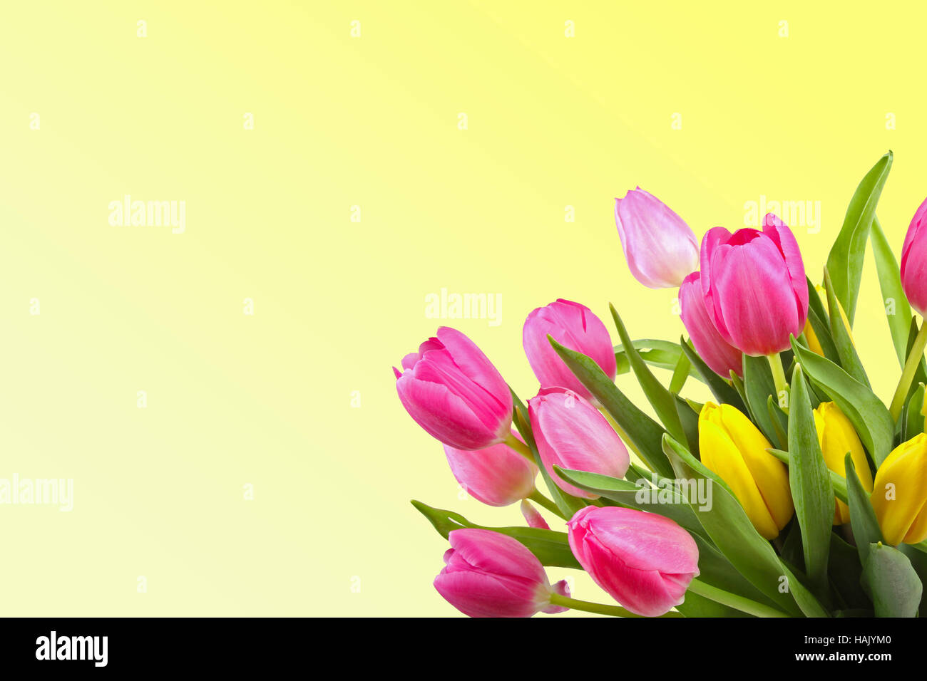 Strauß Tulpen auf gelbem Hintergrund mit Textfreiraum Stockfoto