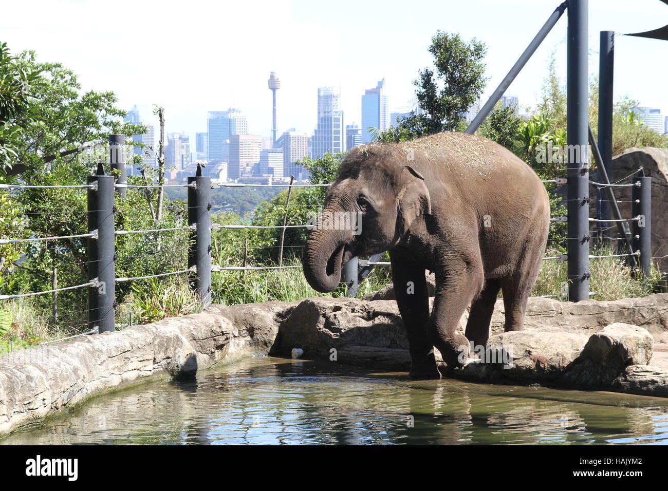 Taronga Zoo Sydney, Elefant, Stadt im Hintergrund Stockfoto