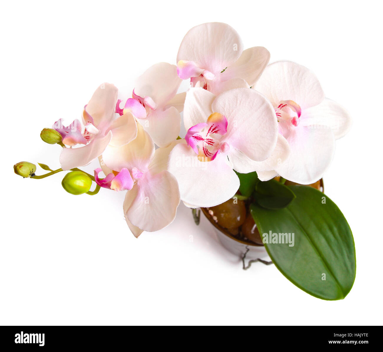 Blumentopf mit Orchidee isoliert auf weiss Stockfoto