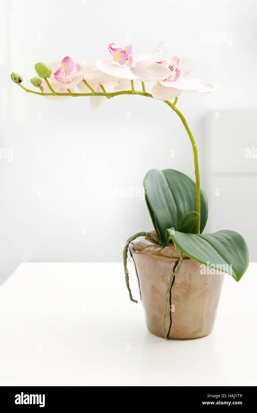 weiße Orchidee im Blumentopf auf dem Tisch Stockfoto