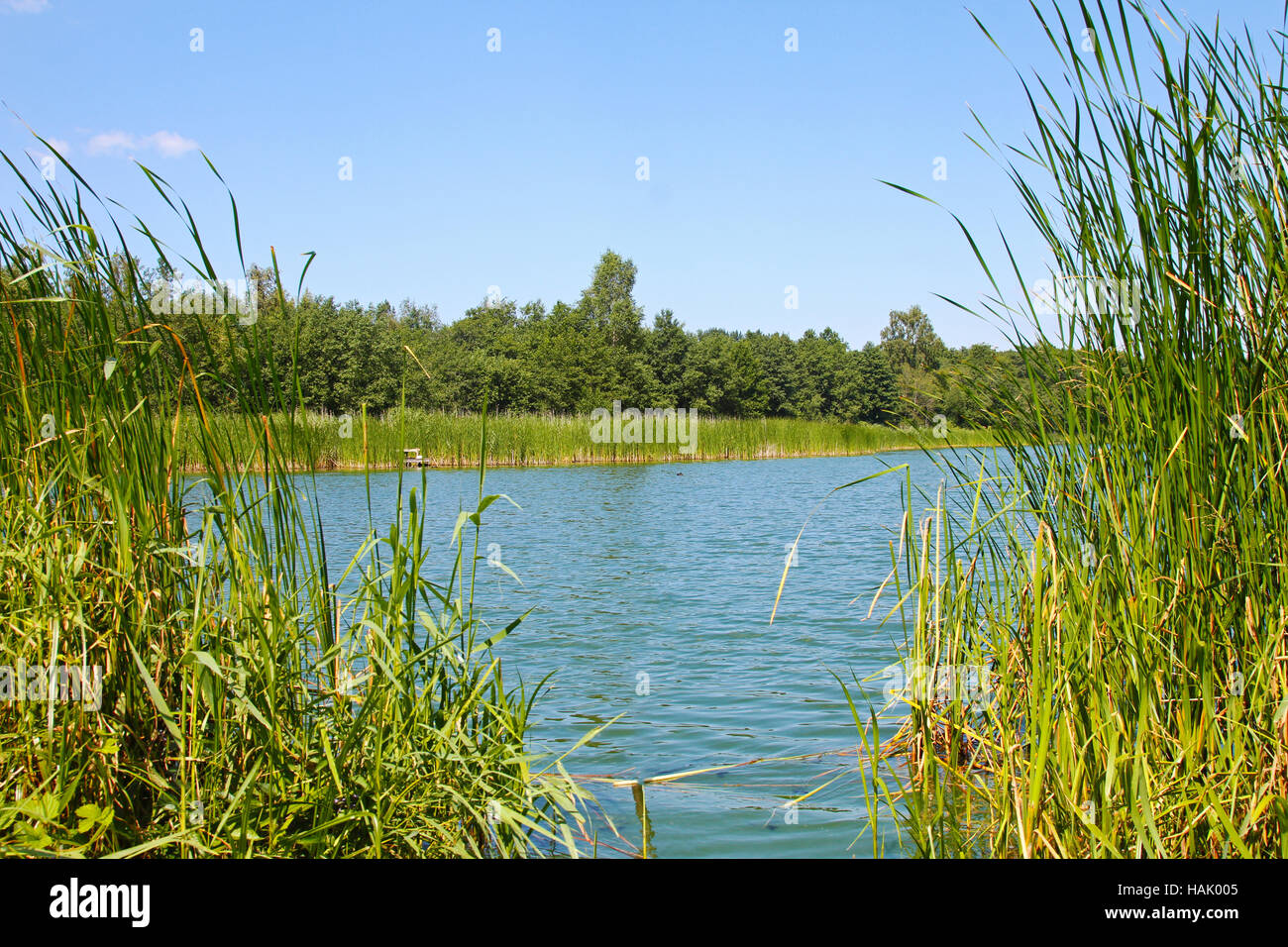 Teich und Wasserpflanzen am Sommertag Stockfoto