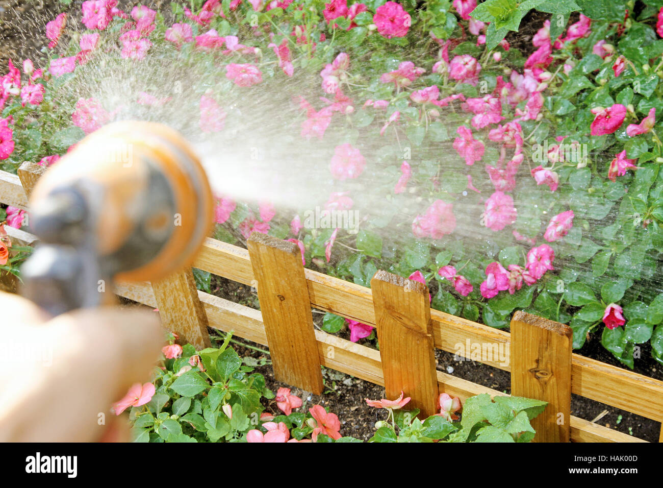 Blumen mit einem Gartenschlauch gießen Stockfoto