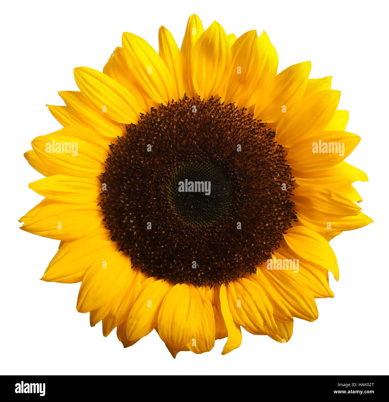 Sonnenblumen blühen isoliert auf weiss Stockfoto