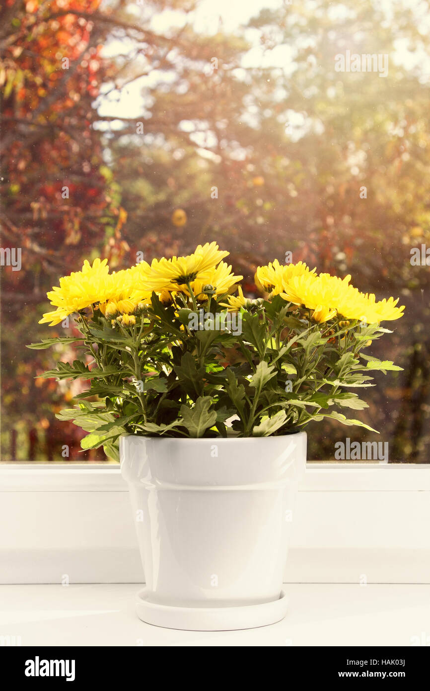 Blumentopf mit gelbe Chrysantheme auf Fensterbank Stockfoto