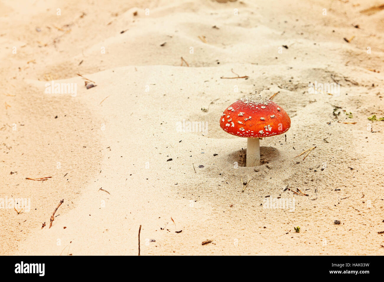 roter Fliegenpilz in Sand Stockfoto